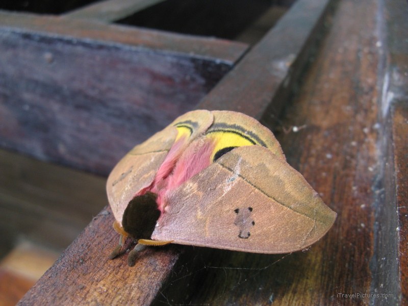 butterfly Tenorio national park